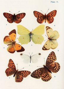 Forskellige typer sommerfugle, illustration fra bogen Butterflies, Moths and Other Insects and Creatures of the Countryside, udgivet 1927 (bw foto)